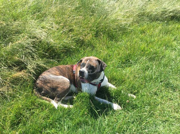 1 boy 1 girl American bulldog 6 months old . for sale in Saxmundham, Suffolk