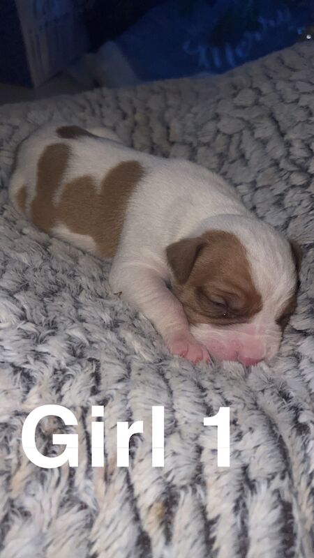 10 beautiful American bulldog puppies for sale in Swansea/Abertawe, Swansea