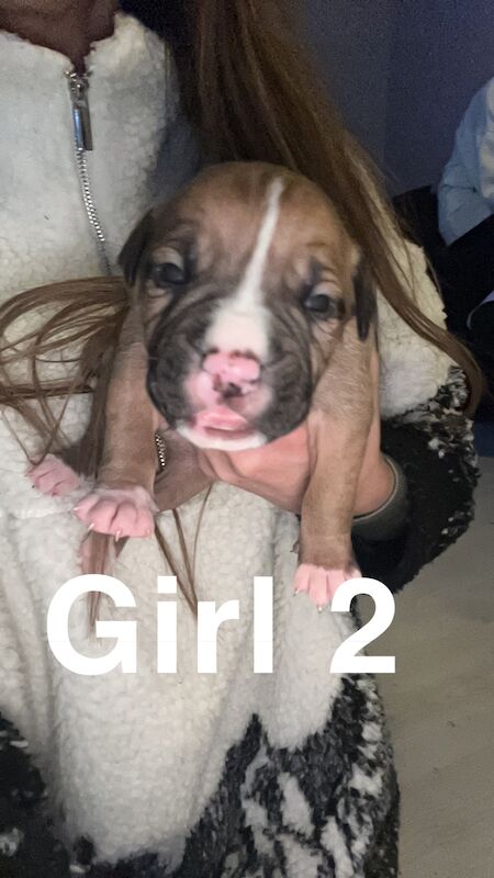 10 beautiful American bulldog puppies for sale in Swansea/Abertawe, Swansea - Image 3