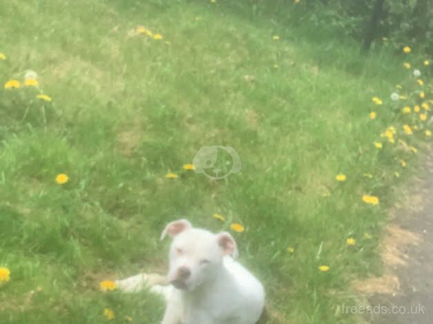 10 month old American bulldog for sale in Pudsey, West Yorkshire - Image 2