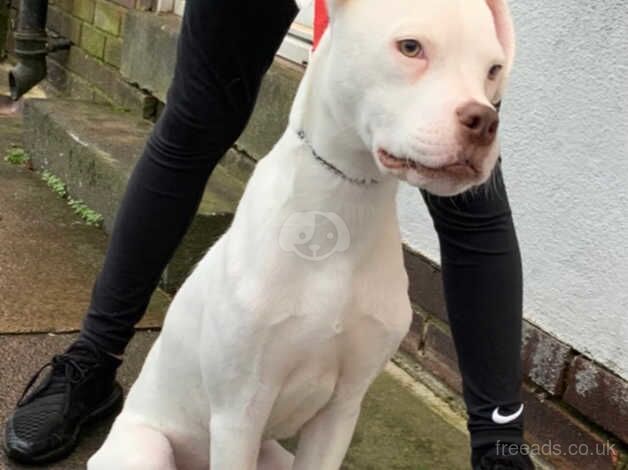 10 month old American bulldog for sale in Pudsey, West Yorkshire - Image 3