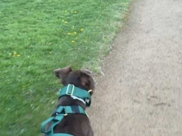 11 month old American bull dog for sale in Lockerbie, Dumfries and Galloway - Image 1