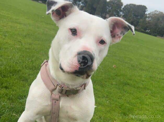 13 month old American bulldog for sale in Fleetwood, Lancashire