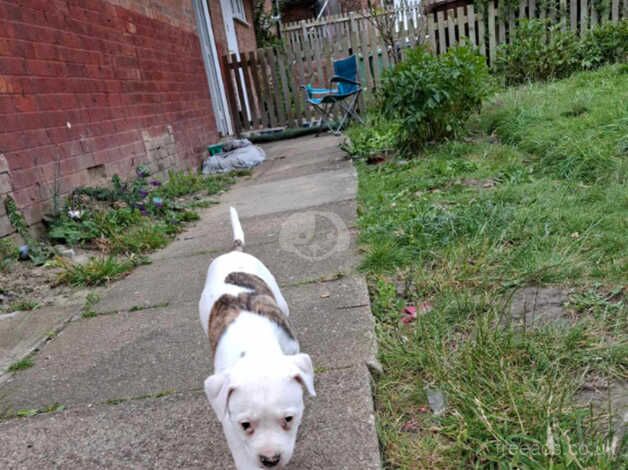 14 wk American bulldog for sale due to no fault of her own for sale in Huddersfield, West Yorkshire - Image 4