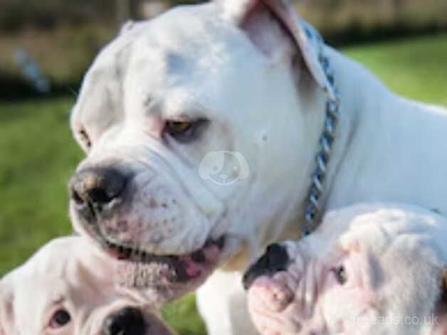 14 wk American bulldog for sale due to no fault of her own for sale in Huddersfield, West Yorkshire - Image 5