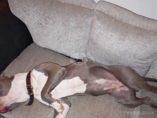 18 month old American bulldog for sale in Lancaster, Lancashire - Image 2