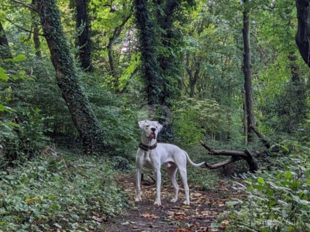 19month old americanbulldog for stud for sale in Manchester, Greater Manchester