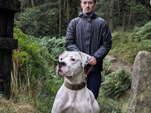 19month old americanbulldog for stud for sale in Manchester, Greater Manchester - Image 2