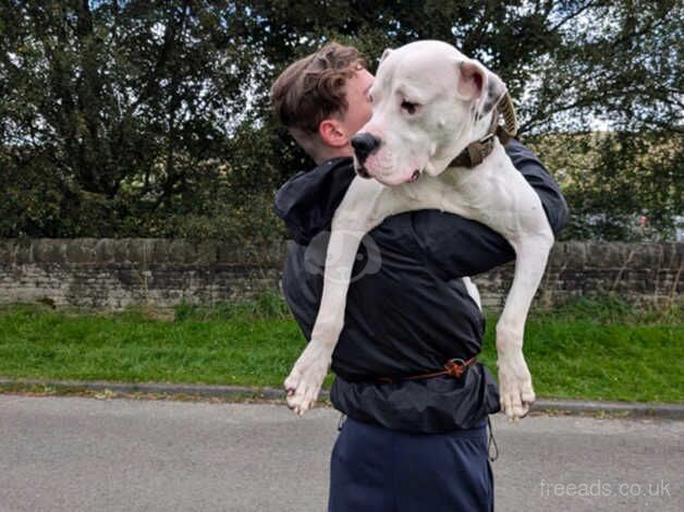 19month old americanbulldog for stud for sale in Manchester, Greater Manchester - Image 3