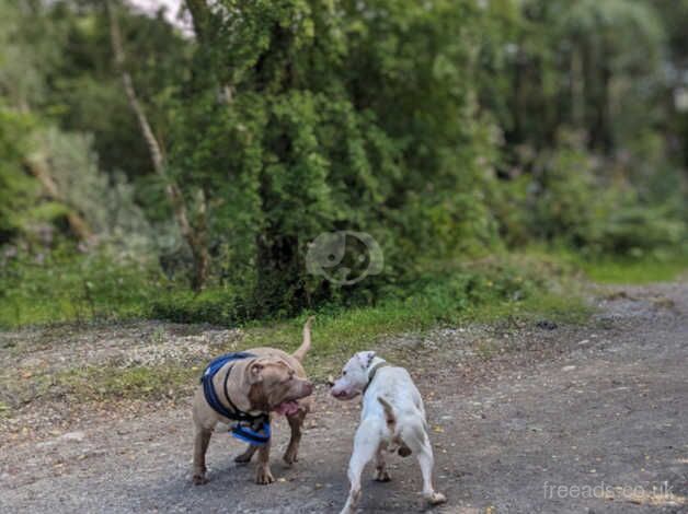 19month old americanbulldog for stud for sale in Manchester, Greater Manchester - Image 4