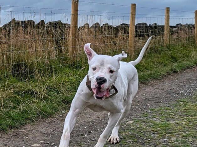 19month old americanbulldog for stud for sale in Manchester, Greater Manchester - Image 5