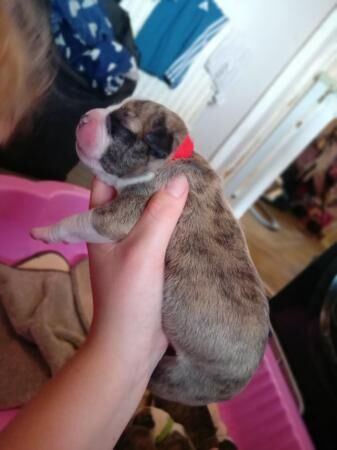 1week old staffy mastiff x pups for sale in Doncaster, South Yorkshire