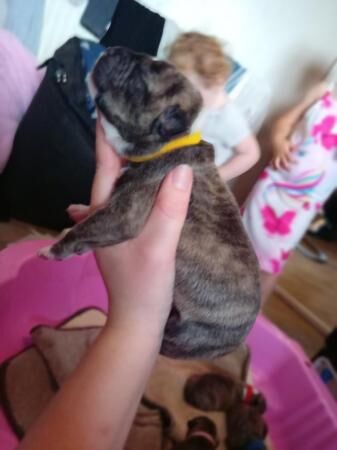 1week old staffy mastiff x pups for sale in Doncaster, South Yorkshire - Image 5