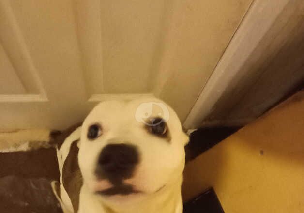 1yr old American bulldog for sale in Wednesbury, West Midlands