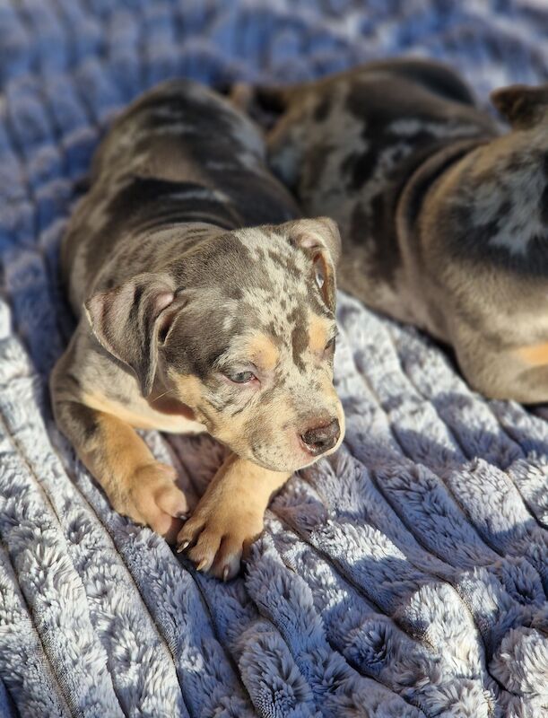 2 Blue tri male Pocket Bullies for sale in Sale, Greater Manchester