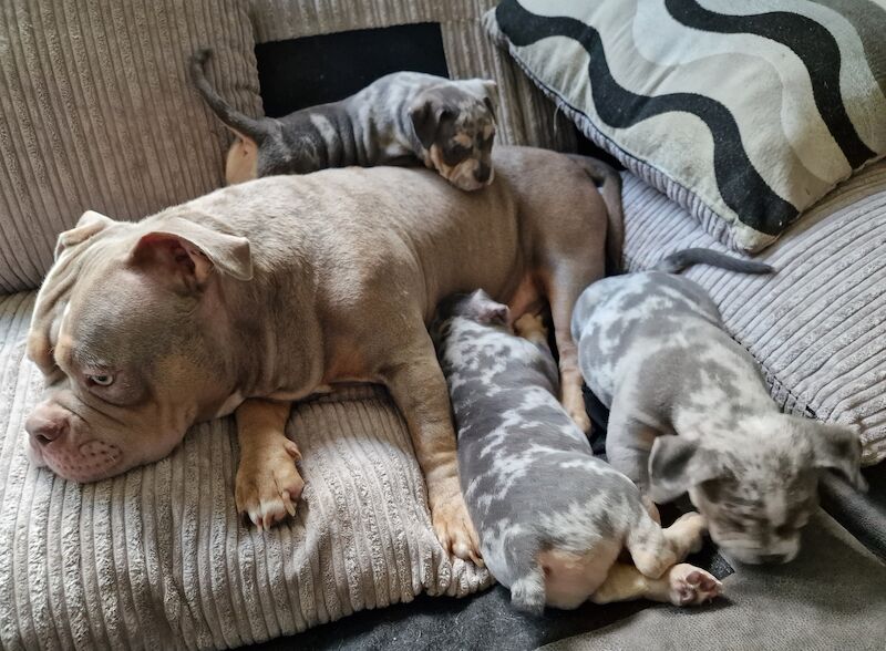 2 Blue tri male Pocket Bullies for sale in Sale, Greater Manchester - Image 2