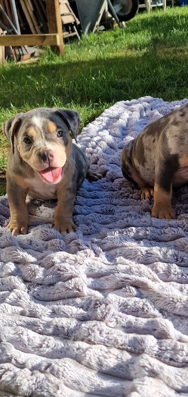 2 Blue tri male Pocket Bullies for sale in Sale, Greater Manchester - Image 4