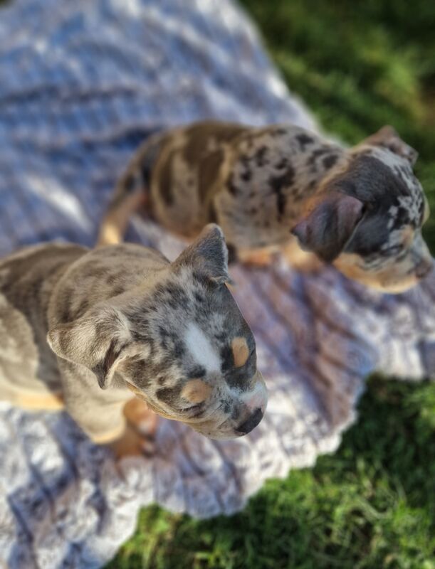 2 Blue tri male Pocket Bullies for sale in Sale, Greater Manchester - Image 5