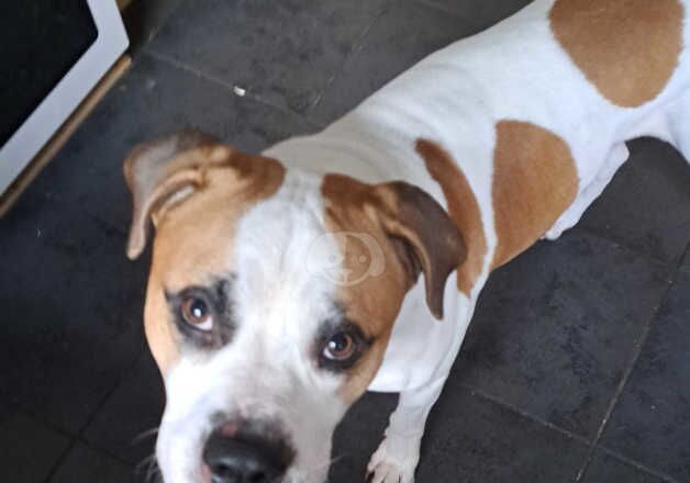 2 year old male American bulldog for sale in Peterborough, Cambridgeshire