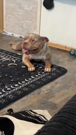 2 year old Male pocket bully for sale in Kidderminster, Worcestershire