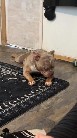 2 year old Male pocket bully for sale in Kidderminster, Worcestershire - Image 3