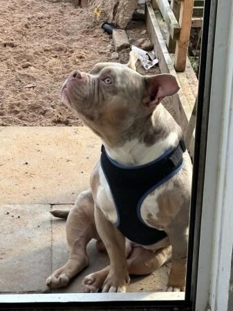 2 year old Male pocket bully for sale in Kidderminster, Worcestershire - Image 4