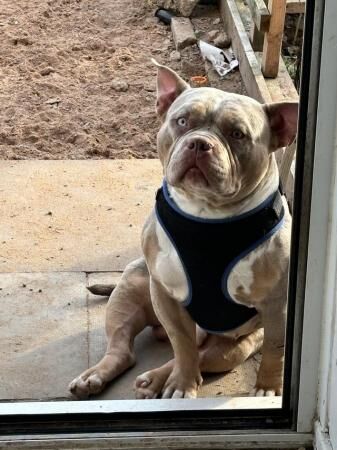 2 year old Male pocket bully for sale in Kidderminster, Worcestershire - Image 5