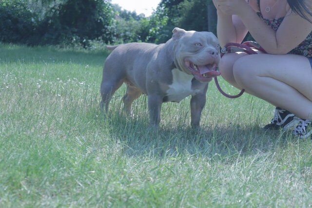 2 year old pocket bully female for sale in Birmingham, West Midlands - Image 2