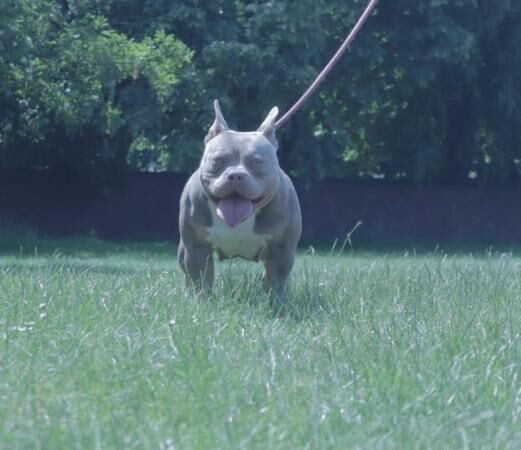 2 year old pocket bully female for sale in Birmingham, West Midlands - Image 4