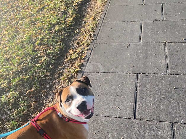 2year old American bulldog/staffy cross for sale in Kingston Upon Thames, Kingston upon Thames, Greate