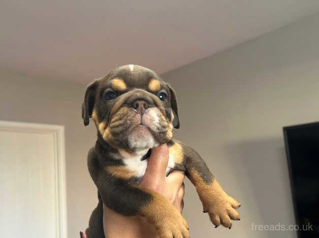 3 beautiful puppies for sale in Bristol, Bristol