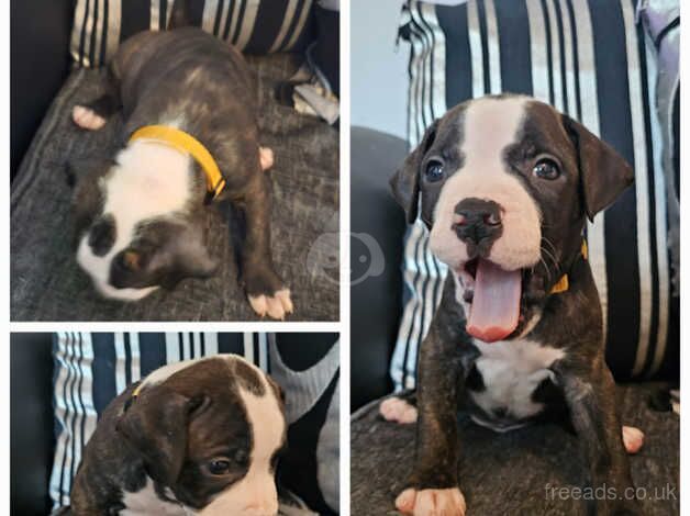 3 Beautifull Classic American Bulldogs for sale in Bolton, East Lothian - Image 3