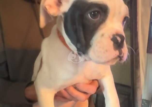 American Bulldogs for sale in Bexley, Bexley, Greater London