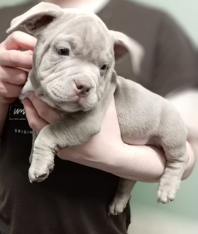 3 Micro bully puppies ready now for sale in Walsall, West Midlands