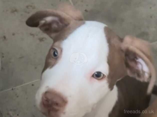 3 month old puppies £160 for sale in Walsall, West Midlands - Image 1