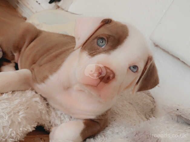 3 white and dark brown amarican bulldogs for sale 8 weeks old for sale in Islington, Islington, Greater London