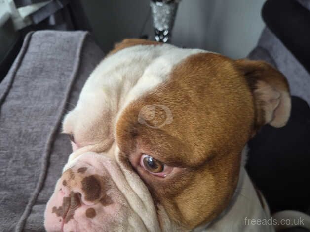 3 year old American bulldog for sale in Stockton-on-Tees, County Durham