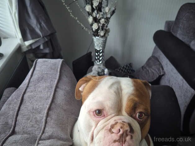 3 year old American bulldog for sale in Stockton-on-Tees, County Durham - Image 2