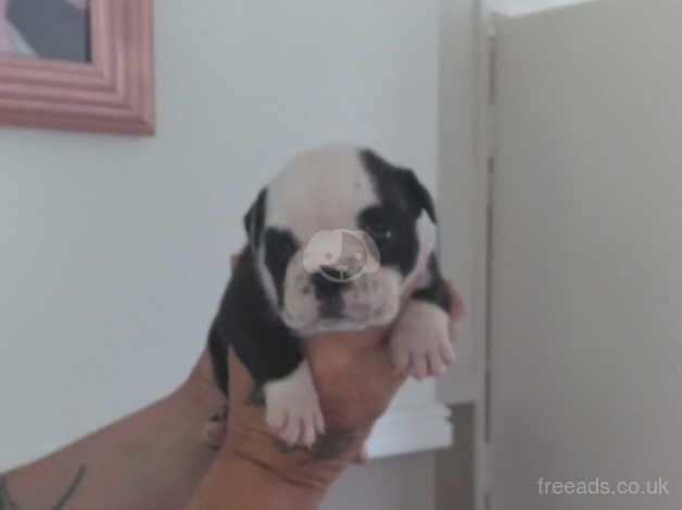 4 exotic bullys for sale in Manchester, Greater Manchester - Image 2