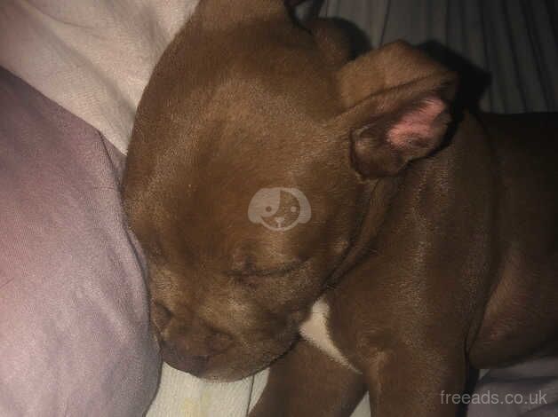 4 month old storm for sale in York, Lancashire - Image 2