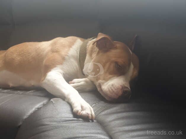 4 year old American bulldog for sale in Middlesbrough, North Yorkshire - Image 1