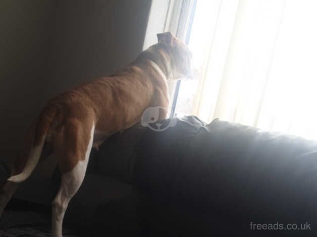 4 year old American bulldog for sale in Middlesbrough, North Yorkshire - Image 2