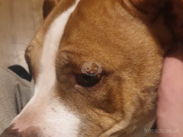 4 year old American bulldog for sale in Middlesbrough, North Yorkshire - Image 3