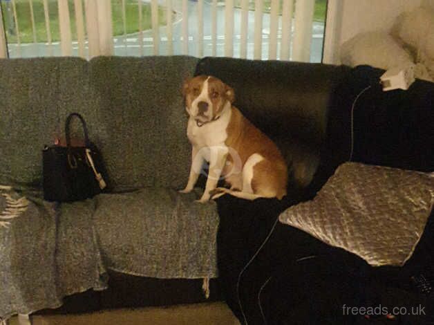 4 year old American bulldog for sale in Middlesbrough, North Yorkshire - Image 4