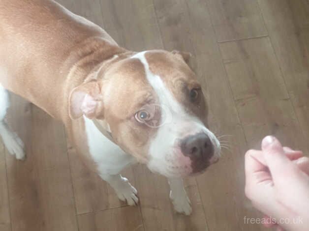 4 year old American bulldog for sale in Middlesbrough, North Yorkshire - Image 5