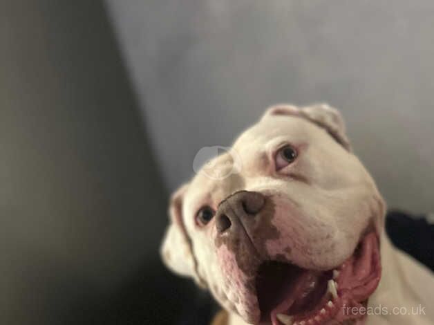 5 year old American bulldog male for sale in Waterlooville, Hampshire