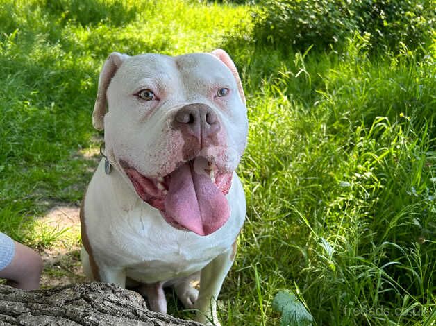 5 year old American bulldog male for sale in Waterlooville, Hampshire - Image 2