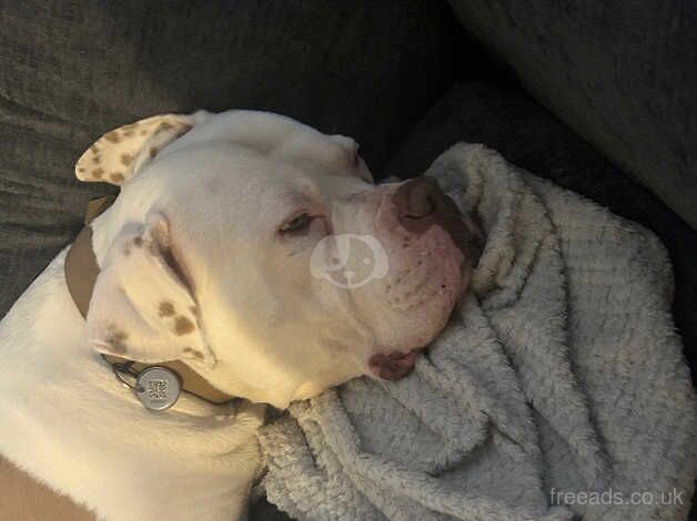 5 year old American bulldog male for sale in Waterlooville, Hampshire - Image 3