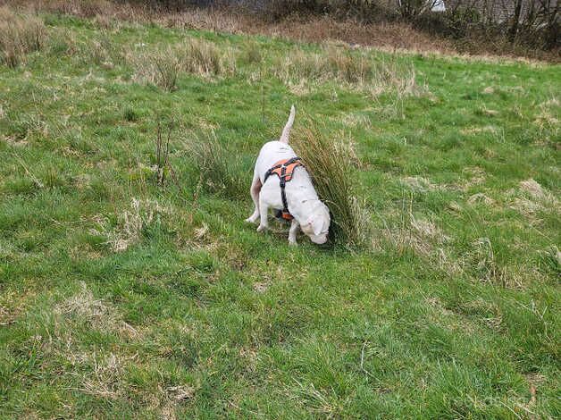 5yr old American bulldog for sale in Merthyr Tydfil - Image 1