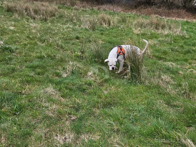 5yr old American bulldog for sale in Merthyr Tydfil - Image 2